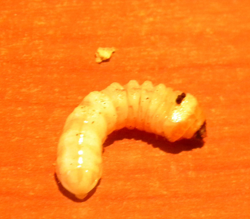 identificazione larva di Cerambycidae